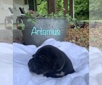 Puppy Artimus Great Dane