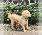 Small Photo #1 Goldendoodle (Miniature) Puppy For Sale in NEWMANSTOWN, PA, USA