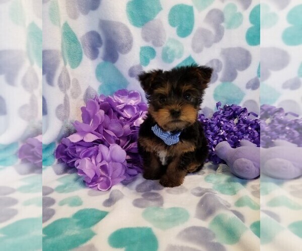Medium Photo #1 Yorkshire Terrier Puppy For Sale in TALALA, OK, USA