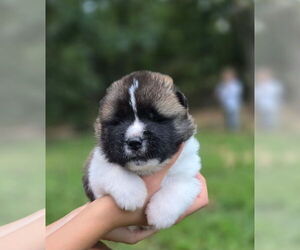 Medium Akita