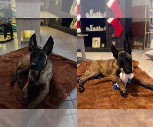 Medium Photo #2 Mutt Puppy For Sale in Imlay City, MI, USA