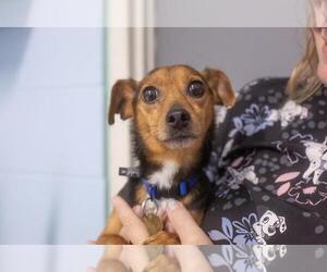 Jackshund Dogs for adoption in Mountain Home, AR, USA