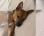 Small #5 American Pit Bull Terrier Mix