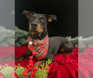 Sonora - Female Rotterman Dog for Adoption - Photo #4
