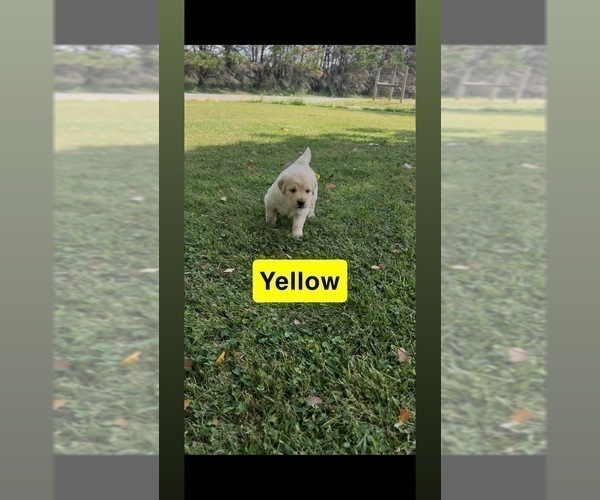Medium Photo #4 Golden Retriever Puppy For Sale in FAYETTEVILLE, TN, USA