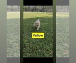 Small #3 Golden Retriever
