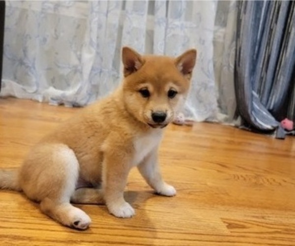 Medium Photo #16 Shiba Inu Puppy For Sale in CARPENTERSVILLE, IL, USA