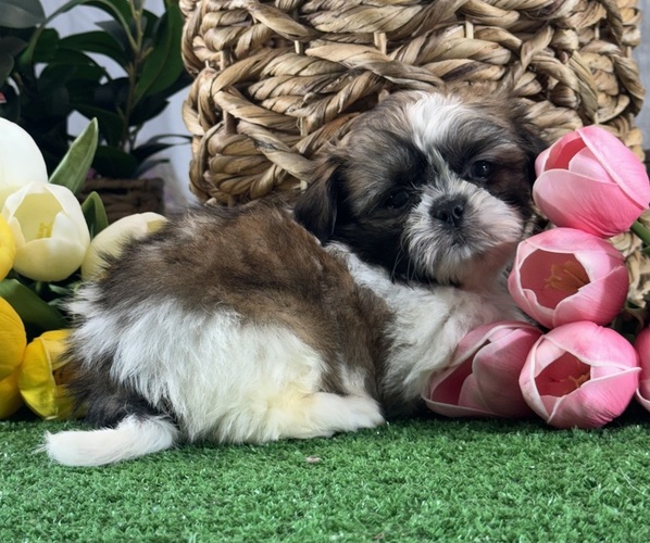 Medium Photo #4 Shih Tzu Puppy For Sale in CANOGA, NY, USA