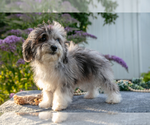 Medium Photo #3 Poovanese Puppy For Sale in CAPAC, MI, USA