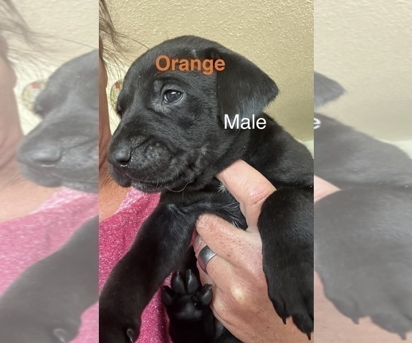 Medium Photo #8 Golden Retriever-Unknown Mix Puppy For Sale in MARION, IN, USA