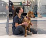 Small #15 Doberman Pinscher-Rhodesian Ridgeback Mix