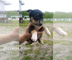 Border Collie Puppy for sale in FREDERICKSBG, OH, USA