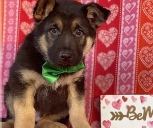 German Shepherd Dog Puppy for sale in LANCASTER, PA, USA