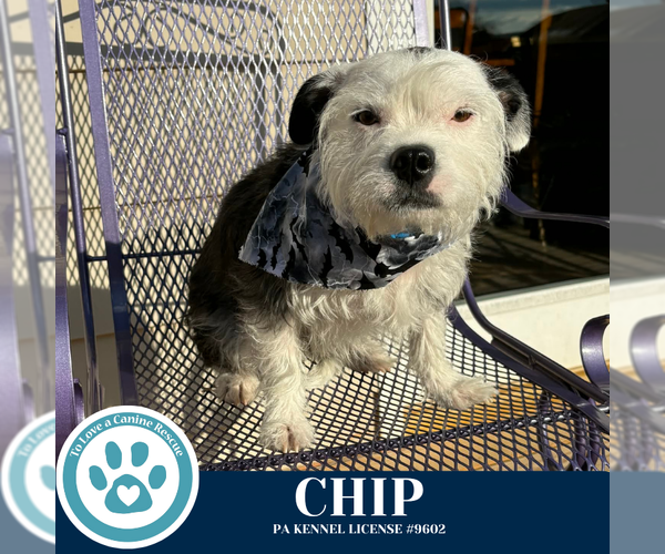 Medium Photo #13 Boston Terrier-Unknown Mix Puppy For Sale in Kimberton, PA, USA