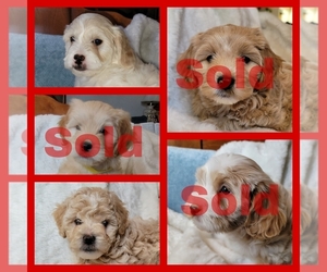 Lhasa Apso Puppy for Sale in PHOENIX, Arizona USA
