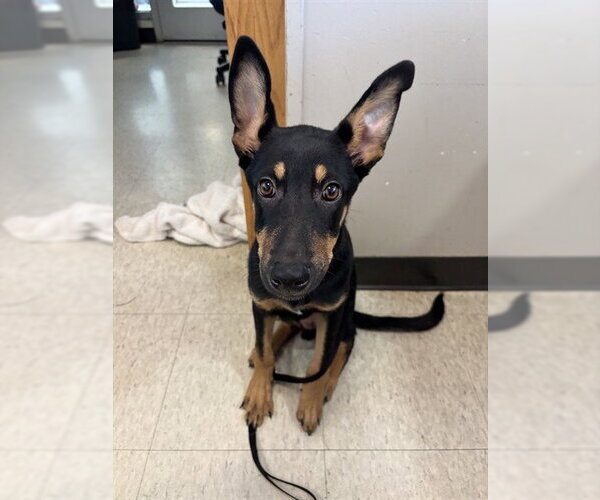 Medium Photo #1 Doberman Pinscher-Unknown Mix Puppy For Sale in Plano, TX, USA