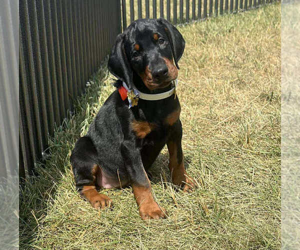 Medium Photo #1 Doberman Pinscher Puppy For Sale in WARSAW, IN, USA