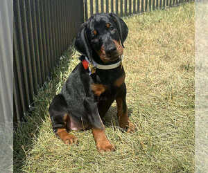 Doberman Pinscher Puppy for Sale in WARSAW, Indiana USA