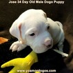 Small #104 Dogo Argentino