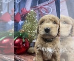 Small Photo #9 Aussiedoodle Puppy For Sale in COMMERCE, MI, USA
