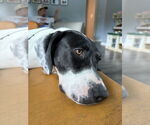 Small #4 American Pit Bull Terrier-Pointer Mix