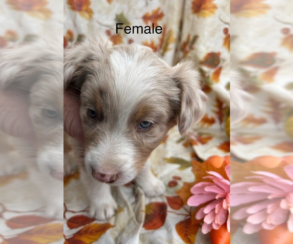 Medium Photo #6 Australian Shepherd Puppy For Sale in COTOPAXI, CO, USA
