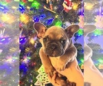 Puppy 6 French Bulldog