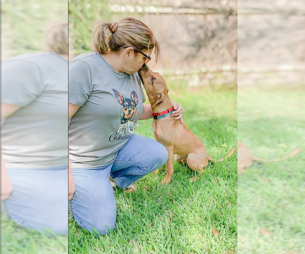 Medium Photo #3 Mutt Puppy For Sale in Cranston, RI, USA