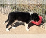 Small #26 Shetland Sheepdog