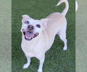 Jillie - Female Chihuahua-Unknown Mix Dog for Adoption - Photo #10