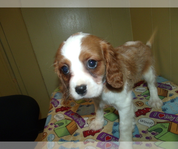 Medium Photo #4 Cavalier King Charles Spaniel Puppy For Sale in PATERSON, NJ, USA