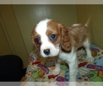 Small Photo #4 Cavalier King Charles Spaniel Puppy For Sale in PATERSON, NJ, USA