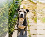 Small #1 American Staffordshire Terrier Mix