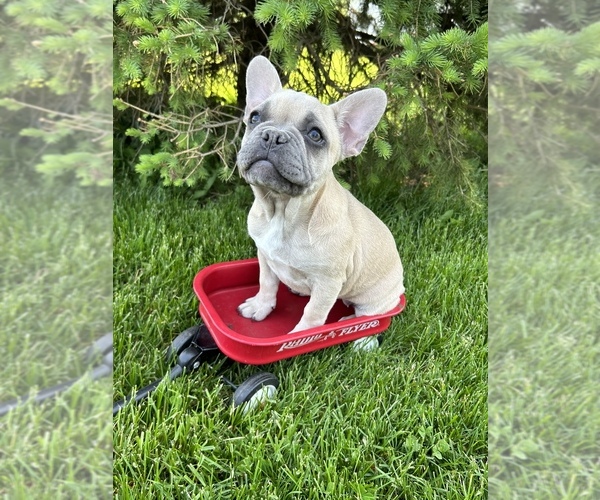 Medium Photo #3 French Bulldog Puppy For Sale in MIDDLEBURY, IN, USA