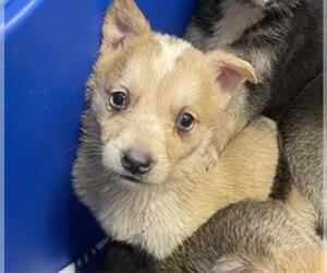 Siberian Husky Dogs for adoption in Houston, TX, USA
