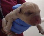 Small Mutt