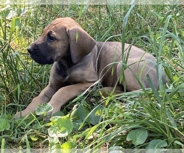 Medium Photo #14 Great Dane Puppy For Sale in CLOVER, SC, USA