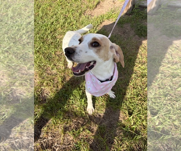 Medium Photo #4 American Foxhound-Beagle Mix Puppy For Sale in Dunnellon, FL, USA