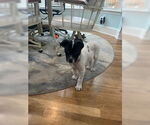 Small #2 Border Collie-Pointer Mix
