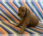 Puppy Bruce Goldendoodle