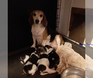 Mother of the Beagle puppies born on 10/19/2020