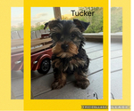 Puppy Puppy 3Tucker Yorkshire Terrier