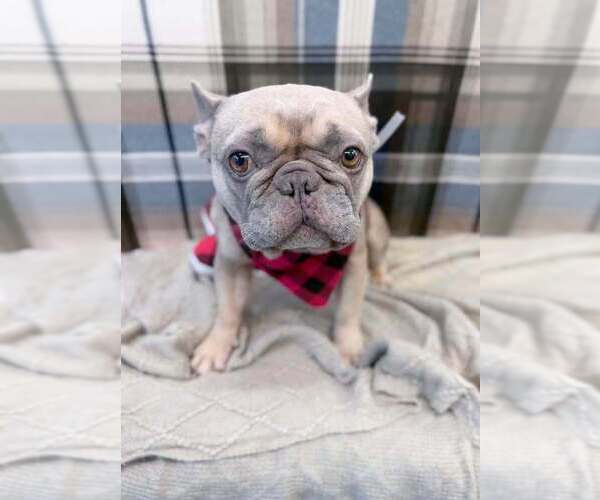 Medium Photo #1 French Bulldog-Unknown Mix Puppy For Sale in Lakewood, CO, USA