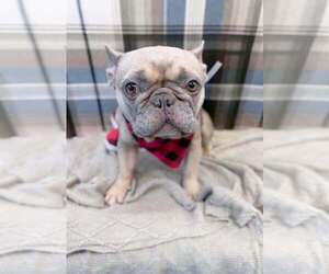 French Bulldog-Unknown Mix Dogs for adoption in Lakewood, CO, USA