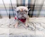 Small French Bulldog Mix