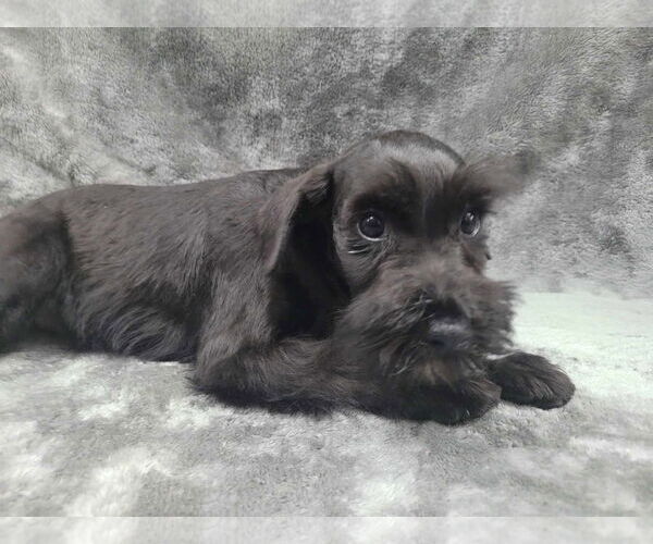 Medium Photo #6 Mutt Puppy For Sale in Lincolnwood, IL, USA