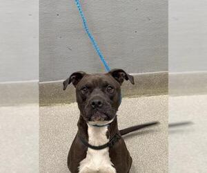 Mutt Dog for Adoption in Las Vegas, Nevada USA