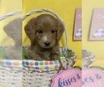 Small Photo #15 English Cream Golden Retriever-Poodle (Standard) Mix Puppy For Sale in DEARBORN, MO, USA
