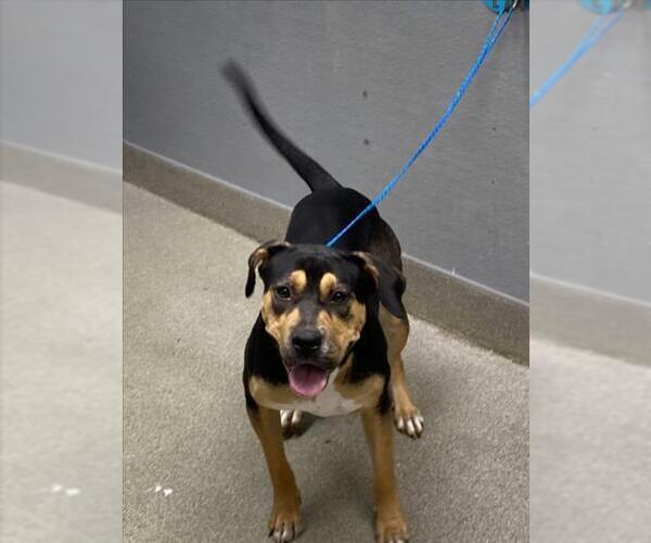 Medium Photo #1 Rottweiler-Unknown Mix Puppy For Sale in Las Vegas, NV, USA