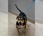 *GRATUITY TUCCI - Female Rottweiler-Unknown Mix Dog for Adoption - Small photo